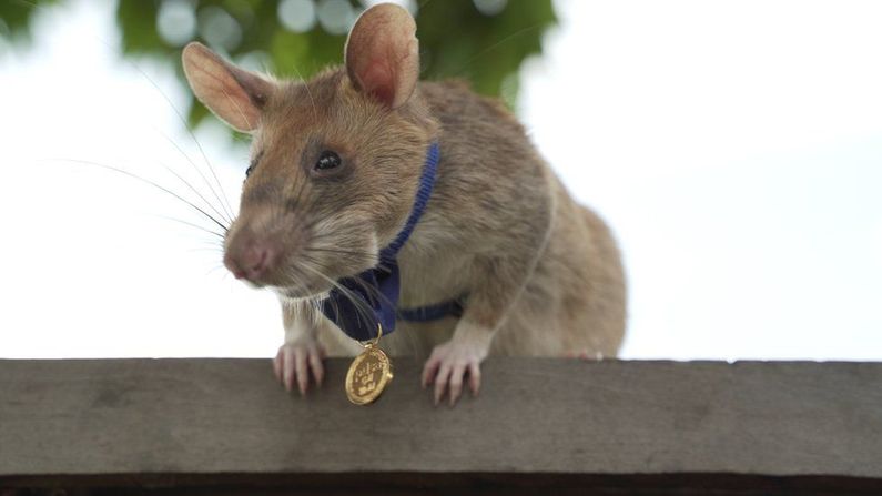 Magawa the hero rat retires from job detecting landmines