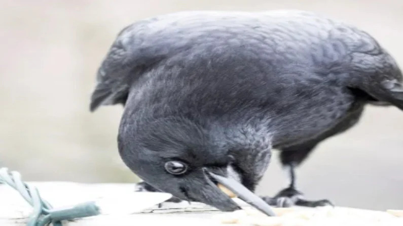 george-and-mabel-crows-love-story-inspired-to-people