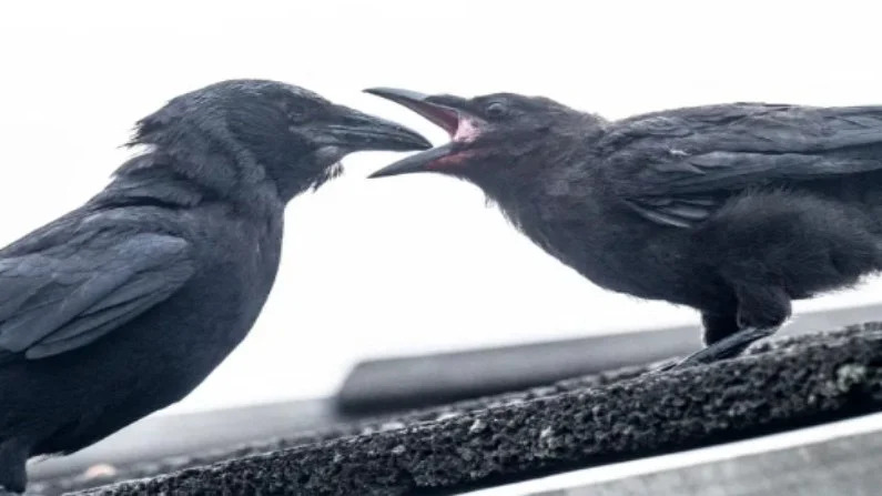 george-and-mabel-crows-love-story-inspired-to-people