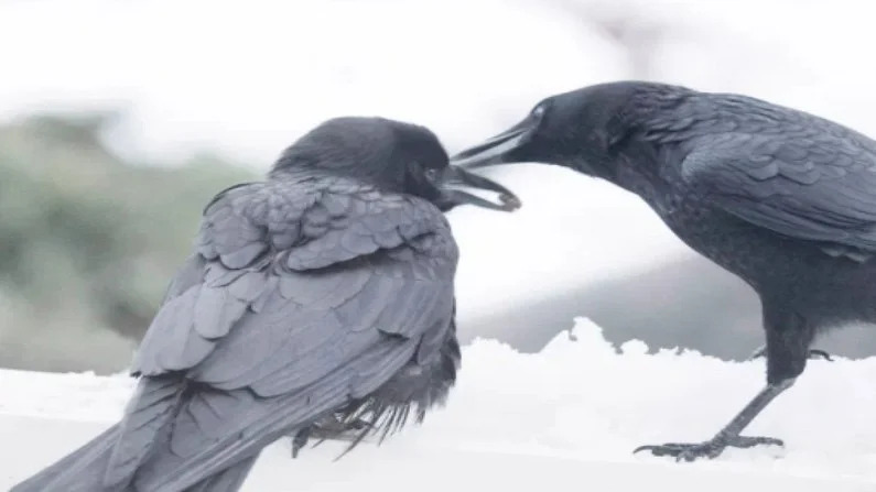 george-and-mabel-crows-love-story-inspired-to-people