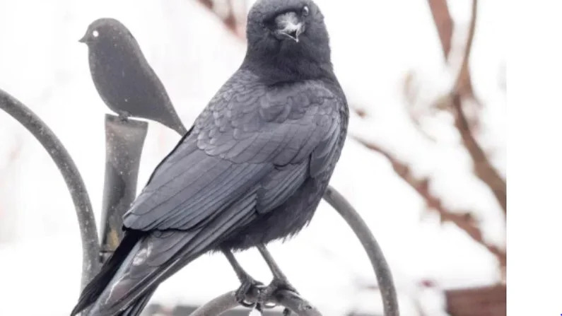 george-and-mabel-crows-love-story-inspired-to-people