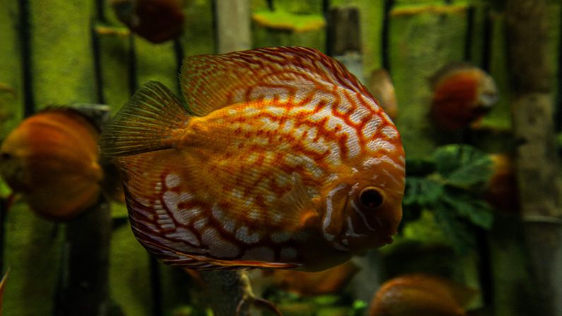 આ એક્વેટિક ગેલેરી (Aquatics Gallery) માં દુનિયાના વિવિધ મહાસાગરો, ઝોનમાંથી વિશિષ્ટ પ્રકારની 188 પ્રજાતીની 11,690 માછલીઓનો સમાવેશ કરવામાં આવ્યો છે.આ એક્વેટિક ગેલેરી રાજ્યના બાળકો અને યુવાનોની જિજ્ઞાસાને વધુ પ્રબળ બનાવશે.