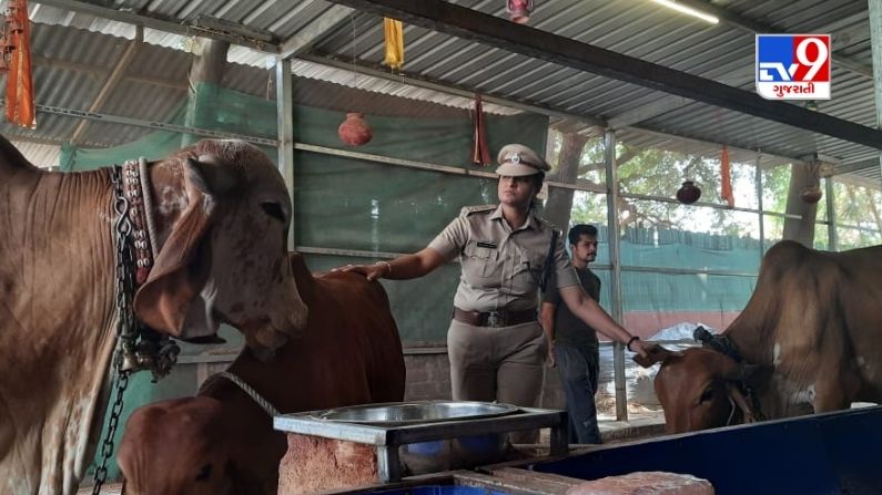 Surat: SP Usha Rada's unique cow love, gaushala built for motehr cow at home