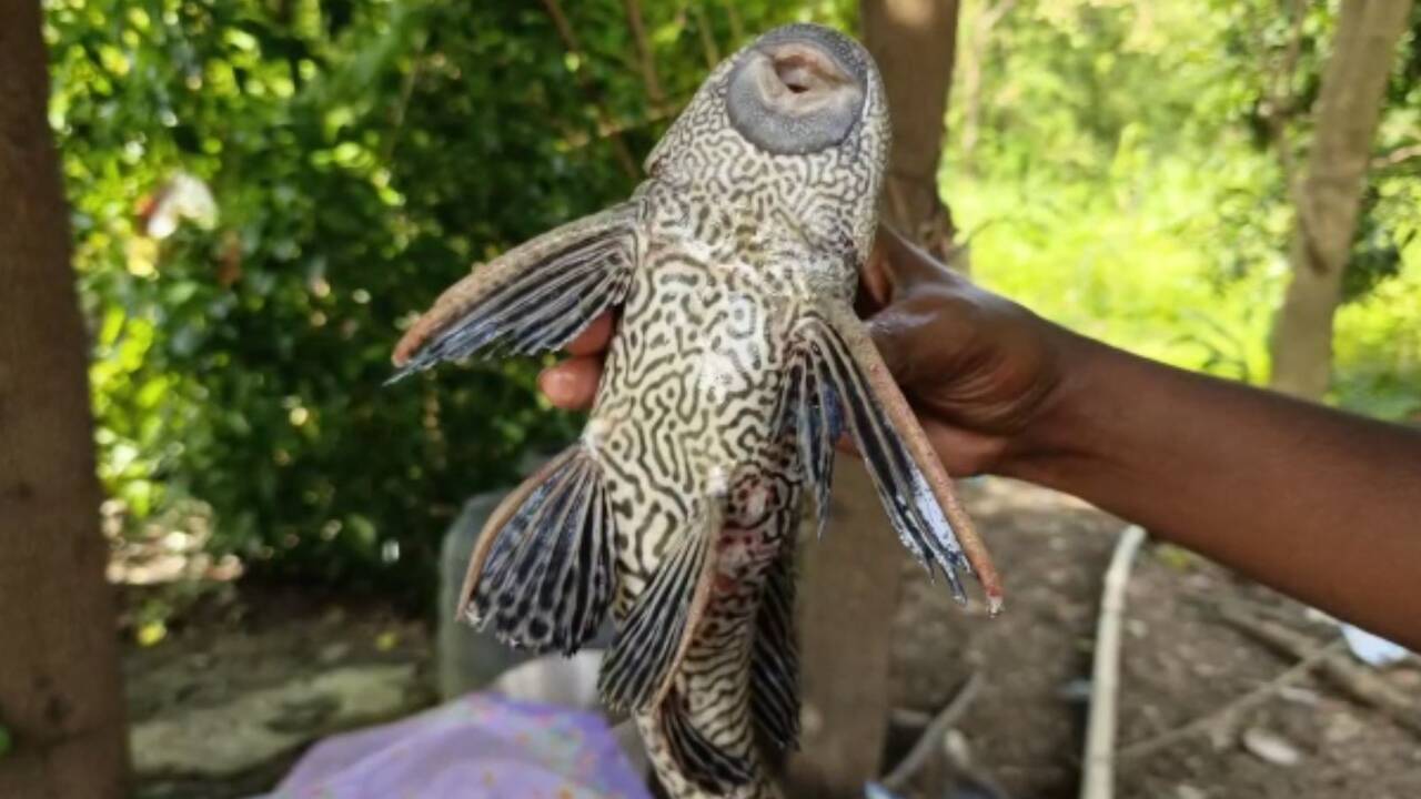 Valsad: Rare American fish found in Auranga river,