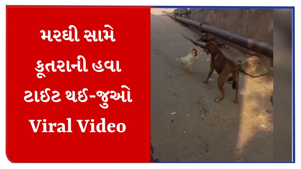 Animal Fight Video : મરઘીના ગુસ્સા સામે કૂતરાની હવા ટાઈટ, લોકોએ કહ્યું- ક્યાં શિકારી બનેગા રે તૂ - Animal Fight Video The video of chicken and dog fighting has gone viral | TV9 Gujarati Animal Fight Video : મરઘીના ગુસ્સા સામે કૂતરાની હવા ટાઈટ, લોકોએ કહ્યું- ક્યાં શિકારી બનેગા રે તૂ - Animal Fight Video The video of chicken and dog fighting has gone viral | TV9 Gujarati
