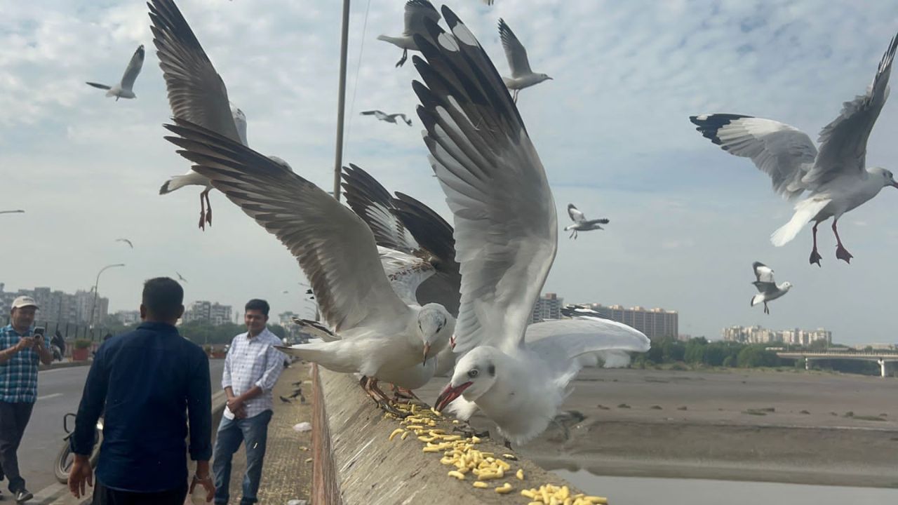  ડોક્ટર નિલય દેસાઈ જેઓ ફિઝિશિયન છે પરંતુ છેલ્લા 25 વર્ષથી પક્ષી નિરીક્ષણ કરી રહ્યા છે તેઓએ જણાવ્યું હતું કે સામાન્ય રીતે ઓક્ટોબર નવેમ્બર માસથી ઠંડીની શરૂઆત થાય છે અને આ સમય દરમ્યાન પક્ષીઓનું મોટું ઝુંડ તાપી નદીના તટે આવી જાય છે. પક્ષીઓને લોકો ગાંઠિયા અને તેલવાળી વસ્તુઓનો ખોરાક આપતા હોય છે, પરંતુ પક્ષીઓના આરોગ્ય માટે આ હાનિકારક છે. પરંતુ આ પક્ષીઓ માટે ગાંઠીયા પ્રિય બની ગયું છે તેઓ સહેલાઈથી એને ડાઈજેસ્ટ પણ કરી લેતા હોય છે.
