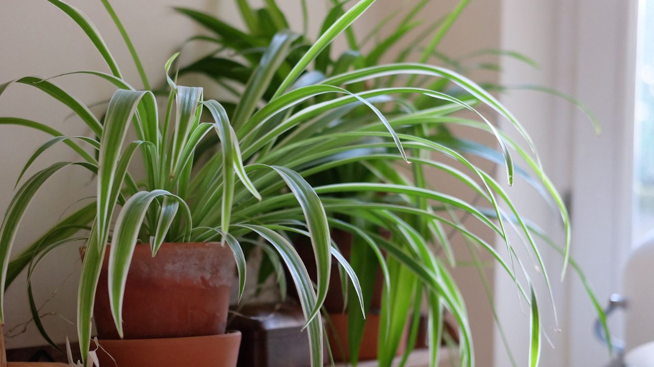 સ્પાઈડર પ્લાન્ટ (Spider Plant)-સ્પાઈડર પ્લાન્ટ એ ઉગાડવામાં સરળ છોડ છે જે ઓછી કાળજી સાથે પણ લીલો દેખાય છે. તેના પાંદડા પાતળા અને લાંબા હોય છે. તમે તમારા ટેબલના ખૂણામાં સ્પાઈડર પ્લાન્ટને સરળતાથી સ્ટોર કરી શકો છો.